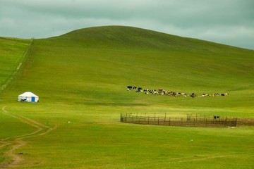 丘陵草原蒙古包牛群