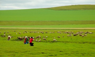 草原羊群摄影人