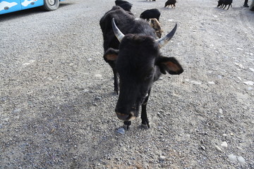 西藏小牛