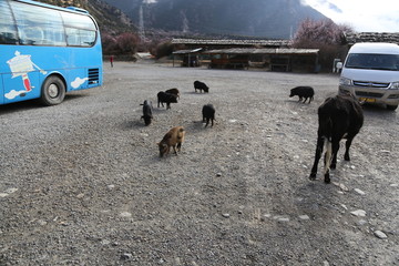 西藏小牛