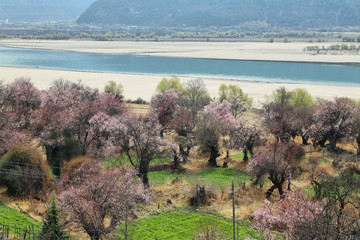 西藏林芝桃花风光