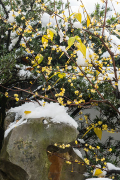 腊梅雪中开