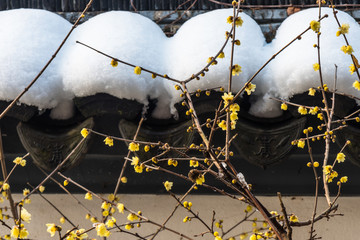 腊梅花雪中开