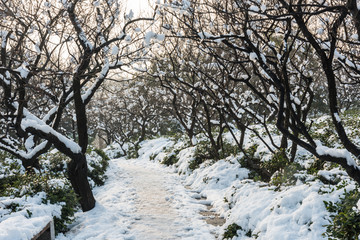 明孝陵景区梅花山雪景