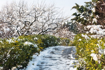 明孝陵景区梅花山雪景