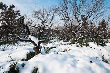 明孝陵景区梅花山雪景