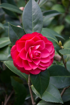 茶花