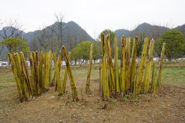 芭蕉树 树干