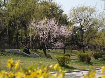 春季的青岛中山公园