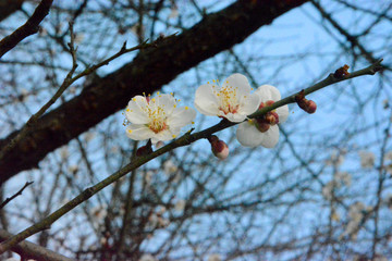 蓝天下梅花