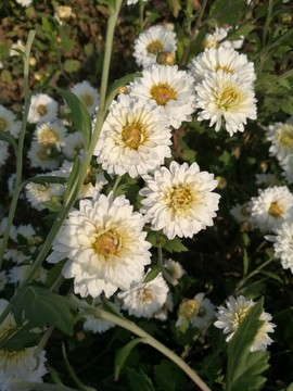 菊花