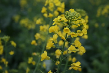 油菜花