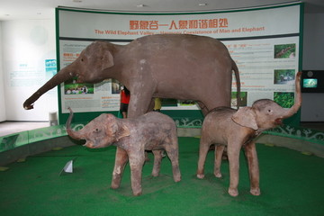 亚洲象标本