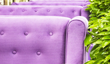 紫色沙发 盆景树