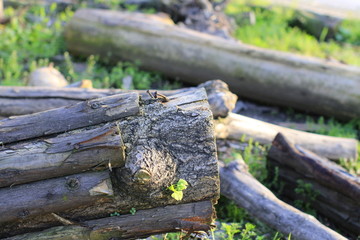 树木砍伐 木桩