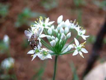 韭菜花