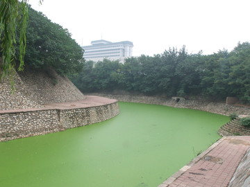 西安护城河 绿藻