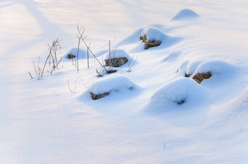 雪地里的小草