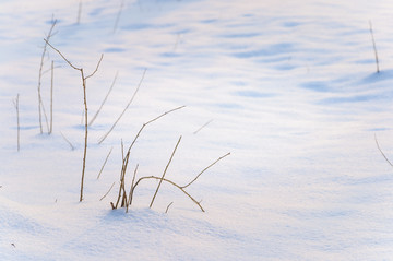 雪地里的小树