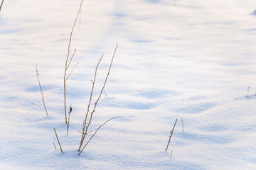 雪地里的小草