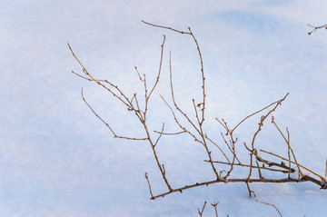 雪地里的小草