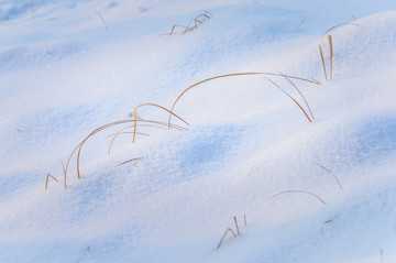 雪地里的小草