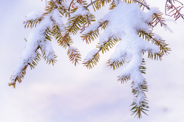 雪地里的松枝