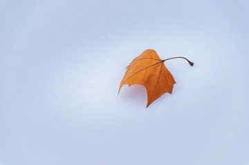 雪地里的树叶