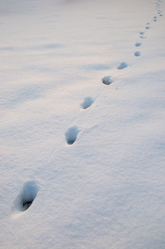 雪地里的爪印