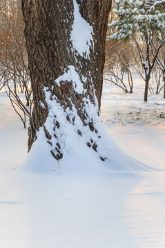 雪地里的大树