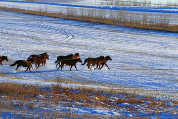 在雪原上奔跑的马群