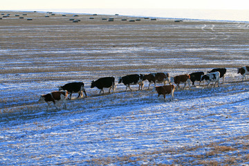 牧场之冬的牛群