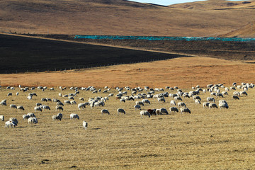 牧场之冬草地羊群