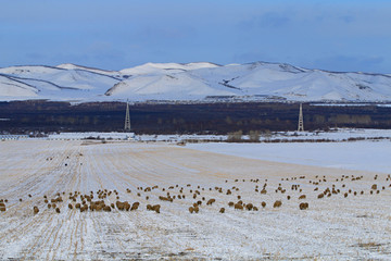 牧场之冬雪原羊群