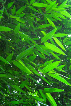 竹子 竹林 绿竹