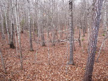 枯树林 冬天树林景色