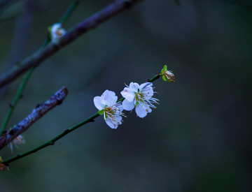 梅花 古梅