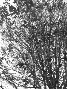 枝叶黑白照片