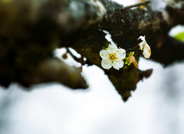 梅花香自苦寒来