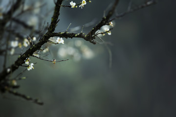 梅花香自苦寒来