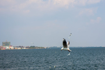 飞翔中的白色海鸥