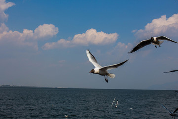 大理洱海飞翔的海鸥