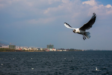大理洱海飞翔的海鸥
