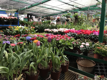 花圃花店