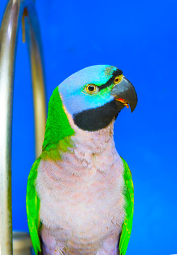 绯胸鹦鹉
