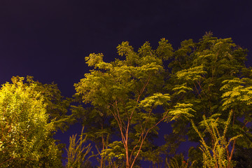 公园树木夜景