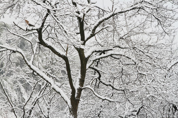 雪树