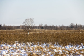 冬季湿地一棵白桦树