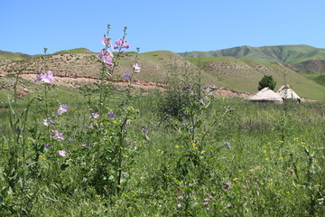 山花烂漫的山谷