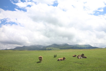 山坡牛群